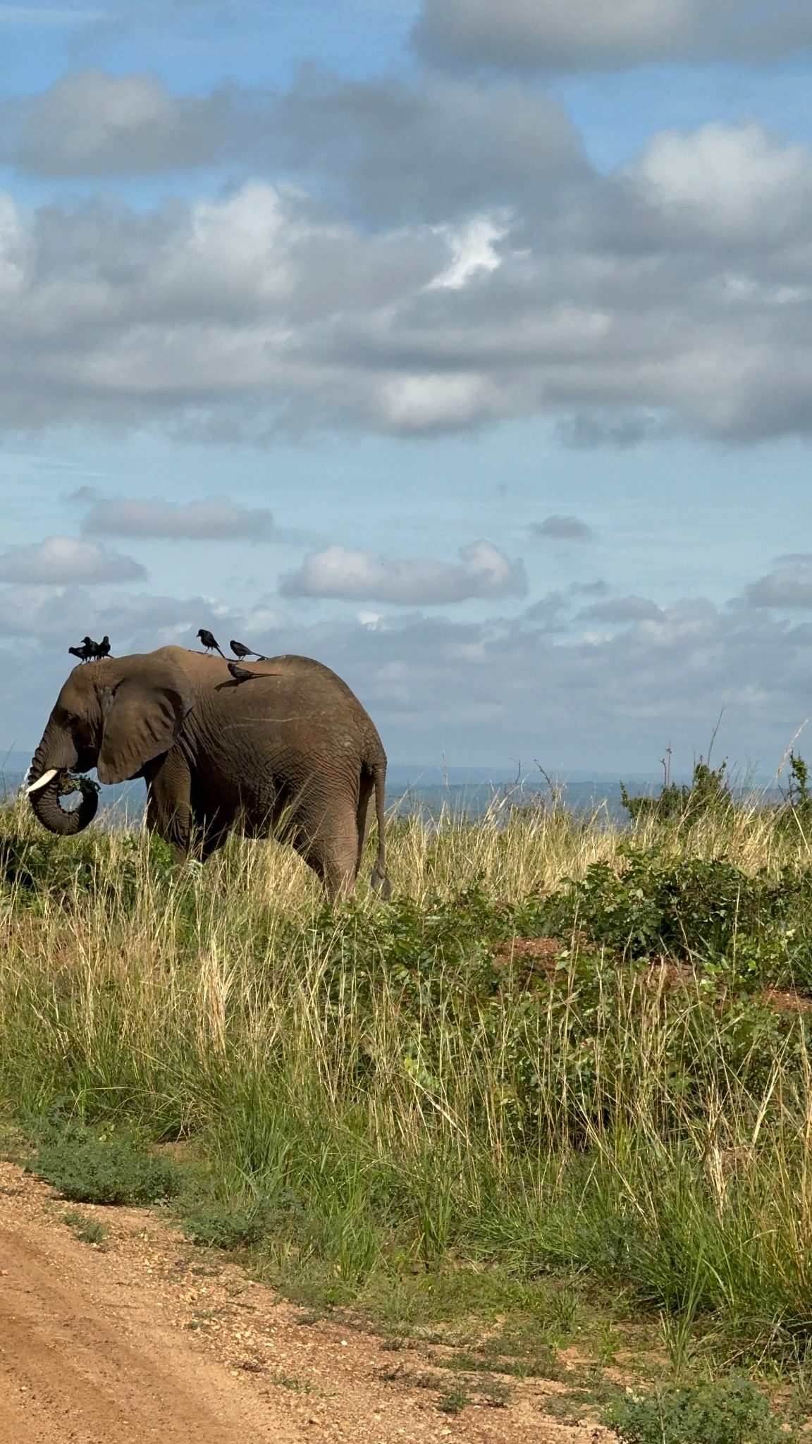 Murchison Falls wildlife